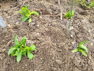 박순례님의 3월 내 작물 자랑하기 · 참여글 작성글 사진