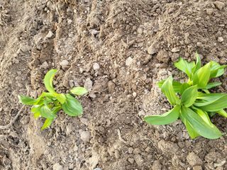 박순례님의 3월 내 작물 자랑하기 · 참여글 작성글 사진