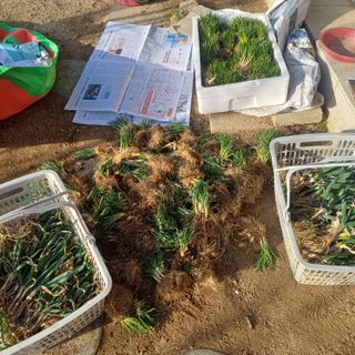 삼성농산님의 자유주제 · 자유게시판 작성글 사진