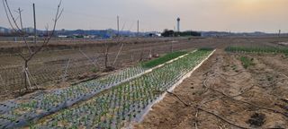 살구15128님의 3월 내 작물 자랑하기 · 참여글 작성글 사진