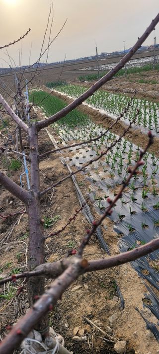 살구15128님의 3월 내 작물 자랑하기 · 참여글 작성글 사진