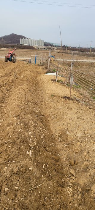 살구15128님의 3월 내 작물 자랑하기 · 참여글 작성글 사진