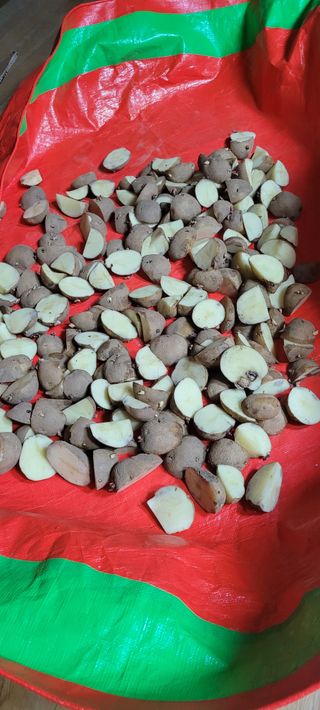 살구15128님의 3월 내 작물 자랑하기 · 참여글 작성글 사진