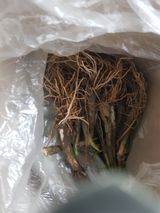 팜모닝 기타작물·영농일지 게시글 이미지