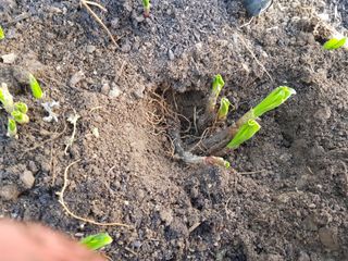 jun님의 기타작물 · 영농일지 작성글 사진