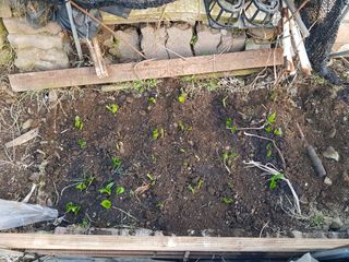 jun님의 기타작물 · 영농일지 작성글 사진