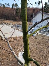 팜모닝 사과·병해충상담 게시글 이미지