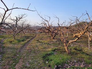 이출호님의 감 · 자유게시판 작성글 사진