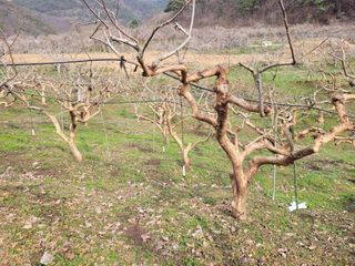 이출호님의 감 · 자유게시판 작성글 사진