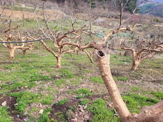 이출호님의 감 · 자유게시판 작성글 사진
