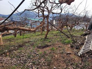 이출호님의 감 · 자유게시판 작성글 사진