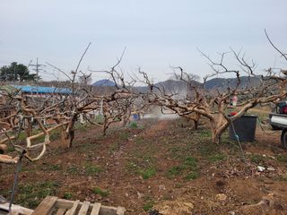 이출호님의 감 · 자유게시판 작성글 사진