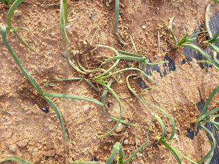 신안 초보님의 양파 · 병해충상담 작성글 사진