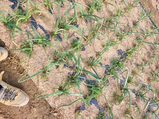 신안 초보님의 양파 · 병해충상담 작성글 사진