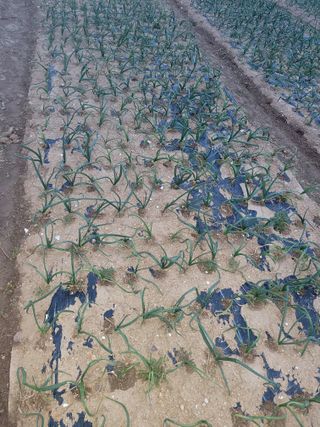 신안 초보님의 양파 · 병해충상담 작성글 사진