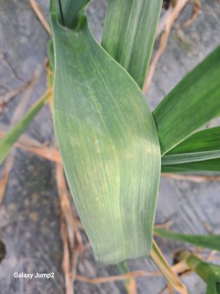 성주아낙네님의 마늘 · 병해충상담 작성글 사진