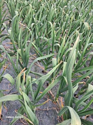 성주아낙네님의 마늘 · 병해충상담 작성글 사진