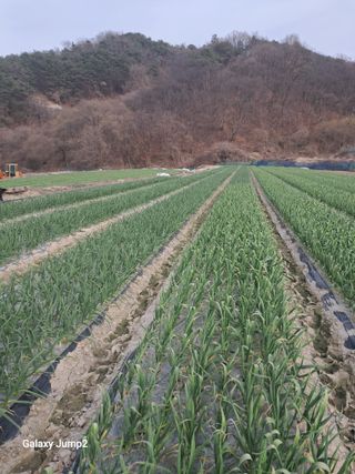 성주아낙네님의 마늘 · 병해충상담 작성글 사진