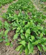 팜모닝 자유주제·자유게시판 게시글 이미지