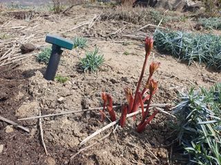 다온아띠농원 장현호님의 자유주제 · 자유게시판 작성글 사진