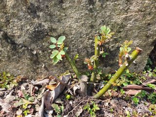 다온아띠농원 장현호님의 자유주제 · 자유게시판 작성글 사진