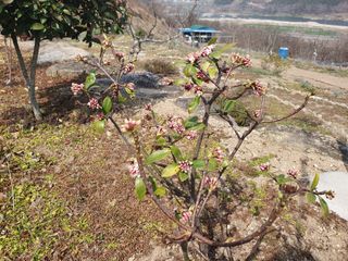 다온아띠농원 장현호님의 자유주제 · 자유게시판 작성글 사진