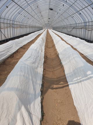 김옥자님의 오이 · 영농일지 작성글 사진