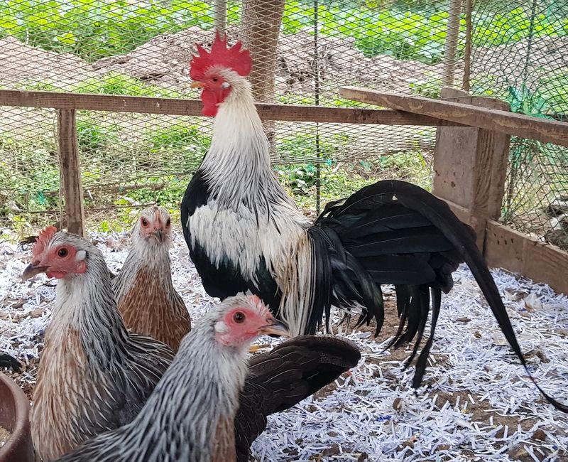 계초님의 장터 판매 상품 [긴꼬리닭 소국 부화용 종란 분양] 첨부 사진