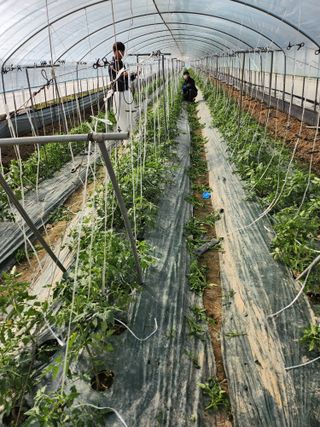 덕촌농원님의 토마토 · 영농일지 작성글 사진