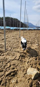 팜모닝 포도·영농일지 게시글 이미지