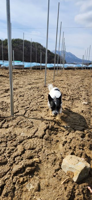 백연경님의 포도 · 영농일지 작성글 사진