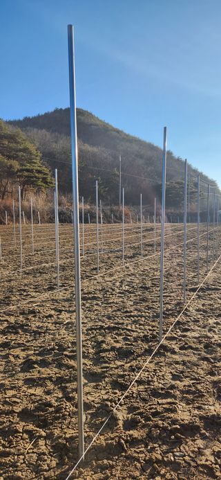 백연경님의 포도 · 영농일지 작성글 사진