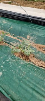 팜모닝 기타작물·영농일지 게시글 이미지