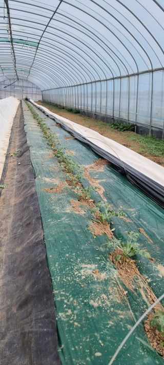 문승철님의 기타작물 · 영농일지 작성글 사진