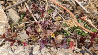 영월산지기148님의 자유주제 · 자유게시판 작성글 사진