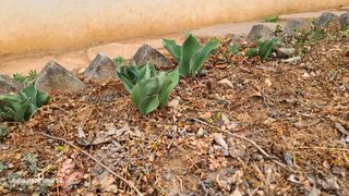 영월산지기148님의 자유주제 · 자유게시판 작성글 사진