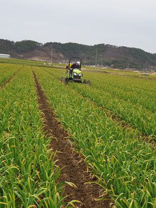 인도공주님의 마늘 · 영농일지 작성글 사진
