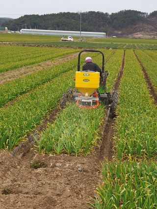 인도공주님의 마늘 · 영농일지 작성글 사진