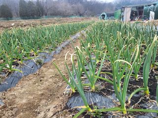 들꽃농장님의 자유주제 · 자유게시판 작성글 사진