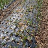 팜모닝 농사, 무엇이든 물어보세요!·참여글 게시글 이미지