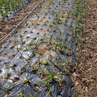 조귀임님의 농사, 무엇이든 물어보세요! · 참여글 작성글 사진