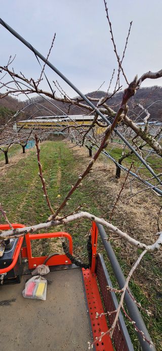 김은경님의 복숭아 · 영농일지 작성글 사진