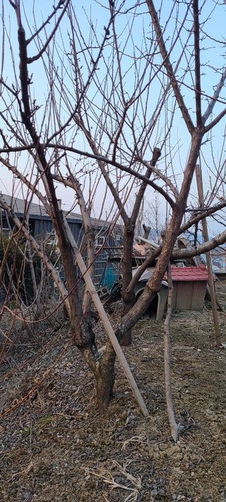 양배추14989님의 자두 · 병해충상담 작성글 사진