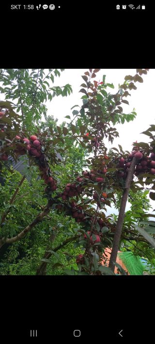 양배추14989님의 자두 · 병해충상담 작성글 사진