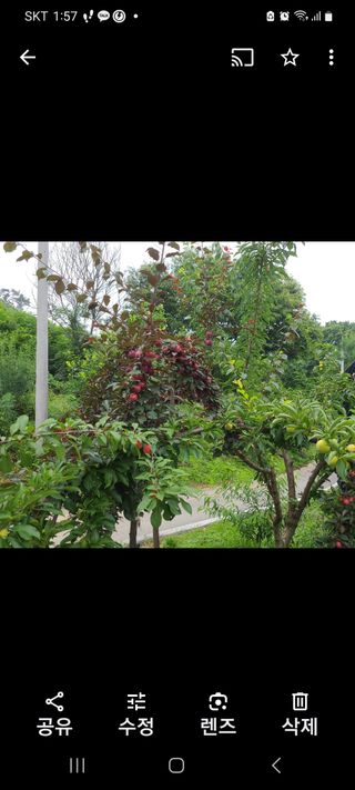 양배추14989님의 자두 · 병해충상담 작성글 사진