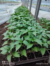 팜모닝 자유주제·자유게시판 게시글 이미지