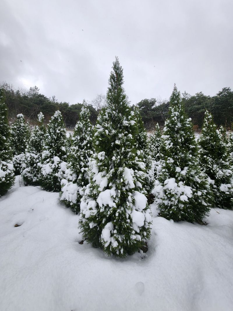 장터 상품 [에메랄드그린 ] 썸네일