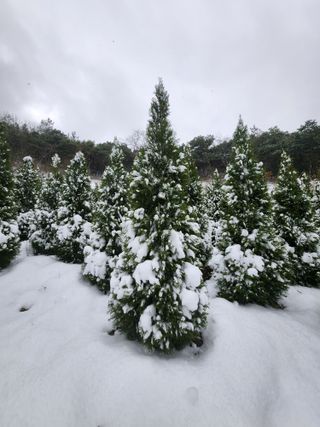진도힐링농원님의 작성글 사진