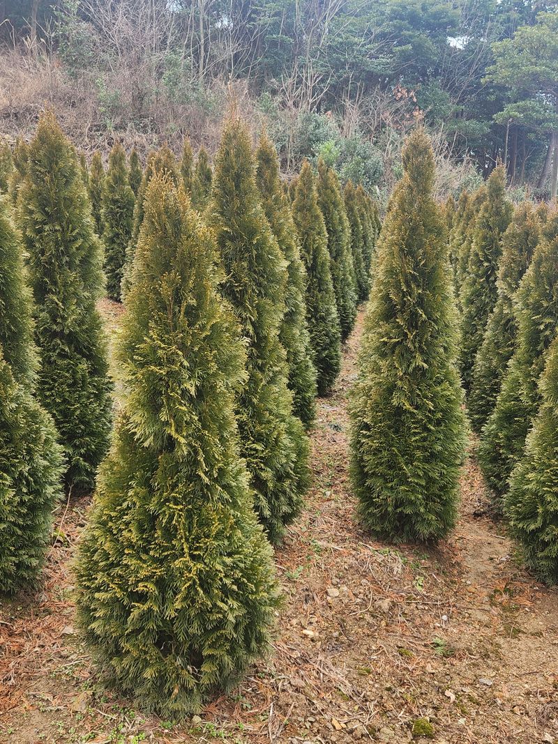 진도힐링농원님의 장터 판매 상품 [에메랄드그린 ] 첨부 사진