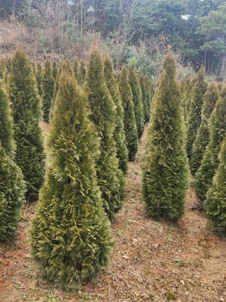 진도힐링농원님의 작성글 사진